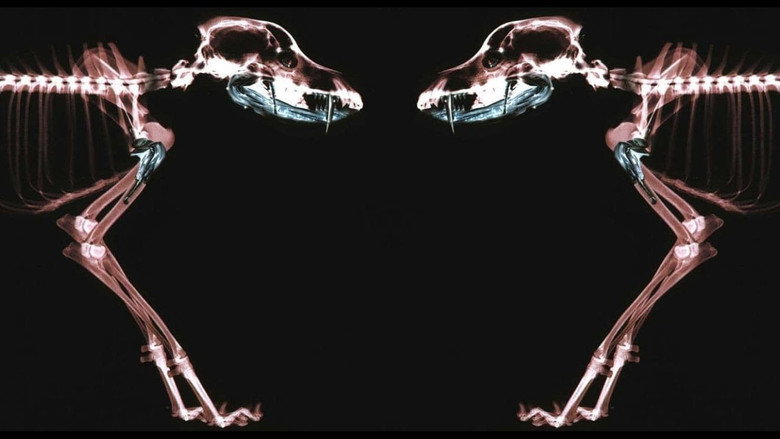 Rottweiler backdrop
