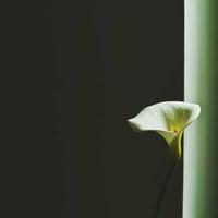Jeong Su-been