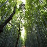 Kumi Yamakado