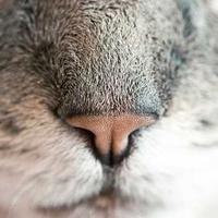 Lisa Bierman